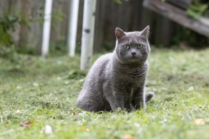 Gatto grigio seduto in un giardino